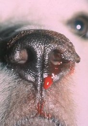 what causes a dogs nose to bleed